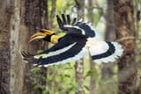 birds-of-nepal