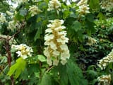 yellow_hydrangea