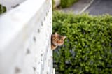 terrace_cat