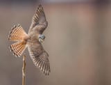 audubon photgy awards_american-kestrel_jason_ganz-adult-female