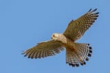 image__Ralph_Budke_kestrel_in_flight_falke_turmfalke_vogel_greifvogel_birds_bird_falcon_nsg_greifvoegel_im_flug_bird_of_prey_in_flight_naturmakros_wildlife_natura_natur_himmel