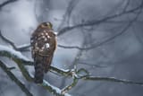 sparrow-hawk-pictures-jekx2oooeh8rg7ex