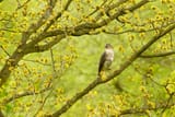 sparrow-hawk-pictures-pi0upose40yxkg8x