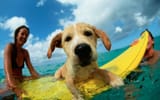 Bailey the Surf Dog (1989) - Rick Doyle