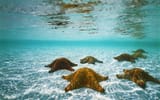 Plus! Aquarium