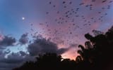 tnc_77420619_Full