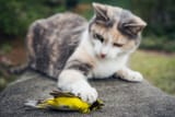 cat-with-bird-1881735349