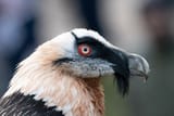 2560px-Bartgeier_(Gypaetus_barbatus)_Goldau