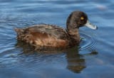 Aythya_novaeseelandiae,_Lake_Victoria,_Christchurch,_New_Zealand