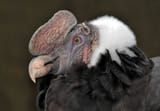Vultur_gryphus_head_(Linnaeus,_1758)