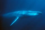 blue-whale-011369_cmikejohnson