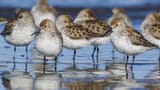 bird-WesternSandpiper