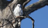 black-shouldered-kite