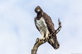 WBL-South-Luangwa-Martial-Eagle-130321083431