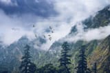 Flock-of-Birds-in-Fog-76796-pixahive
