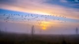 birds-sunrise-plants-fog