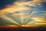 bird-flying-sunset-evening-view-clouds-beautiful-sky-5k-cl