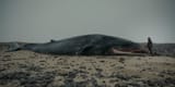 Whale.Valley.2013 2