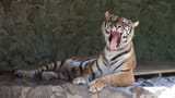 yawning_tiger