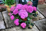 pink_hydrangeas