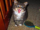 little_fella