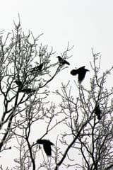 winter-forest-1359416