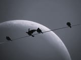 birds_baw_cool-1