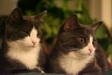 twin_cats
