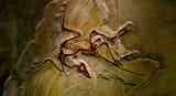 Archaeopteryx Fossil [2500x1365]