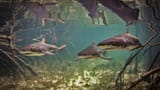 lemon_sharks