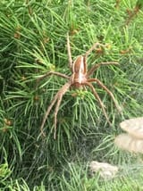 NurseSpider
