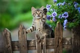 kitten_playing_with_flowers