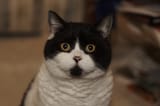 catto