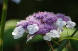 blooms