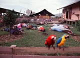 jonestown