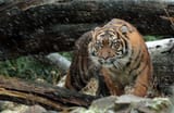 Saber-Tooth-Tiger-4k-Download-Wallpapers-on-Jakpost.travel