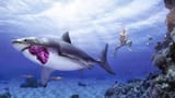 most-creative-funny-pictures-humor-wallpapers-for-facebook