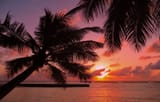 sunset_and_palms