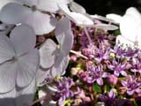 hydrangea_serrata