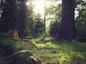 tiny gondola big forest_thumb.jpg