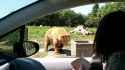 Bear catching bread_thumb.jpg