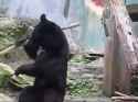 Shaolin bear monk_thumb.jpg