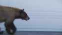 Bear and Man Spook Each Other_thumb.jpg