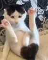 1704328682520468_thumb.jpg