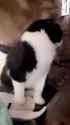 Cat-A Yrgmi6cjr3w_thumb.jpg