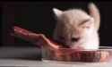 that steak is too big for you cat_thumb.jpg