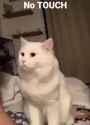 do not the cat __ metal_thumb.jpg