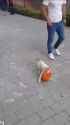stealing a chicken for a purpose_thumb.jpg