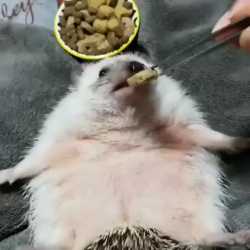 1498205386358_thumb.jpg