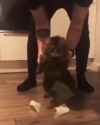 Cat-Taped_thumb.jpg